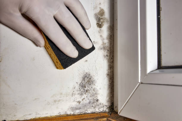 Best Airborne Mold Testing  in Paramount Long Meadow, MD